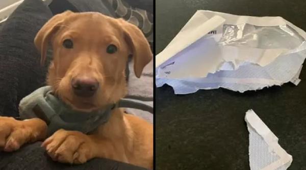 Haz de necaz! Un câine a ajuns celebru după ce a mâncat un voucher de electricitate de 600 de lire sterline