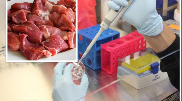 UE ar putea aproba carnea sintetică, obținută în laborator: "Să respecte standardele nutriționale". Este agricultura în pericol? 