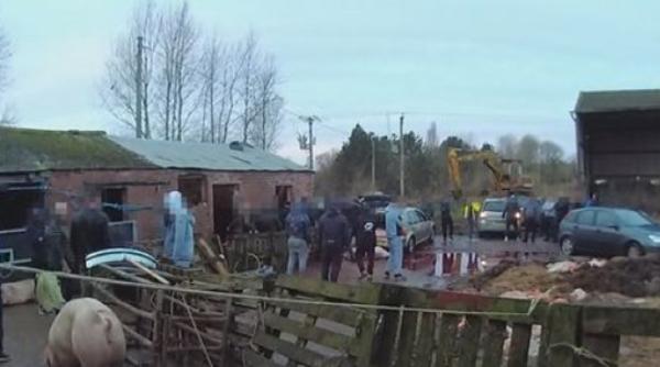 40 de români, prinși la o fermă din Anglia în timp ce sacrificau porci. Fermierul care le vindea animalele aruncă vina pe conaționali: „M-au hărțuit!” 