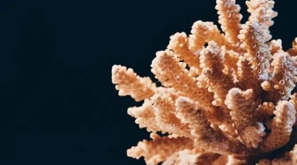 BactoInk, biocompozitul imprimabil 3D