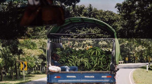 Cocaină în valoare de 330 de milioane de dolari găsită într-un transport de banane