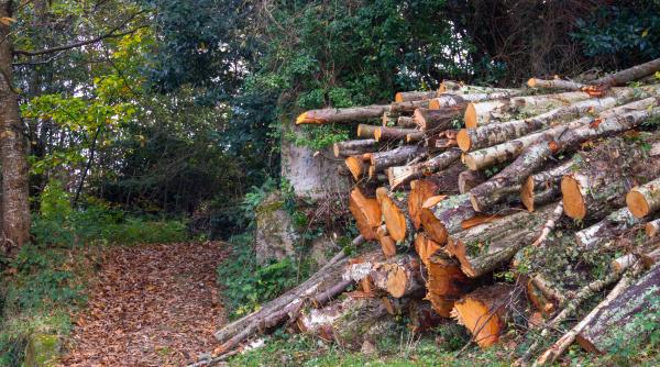 Der Spiegel: Marile companii austriece profită din plin de pădurile din România care sunt tăiate ilegal. Ce trucuri folosesc furnizorii