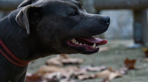 Un român a fost amendat pentru că şi-a lăsat câinele periculos în stradă