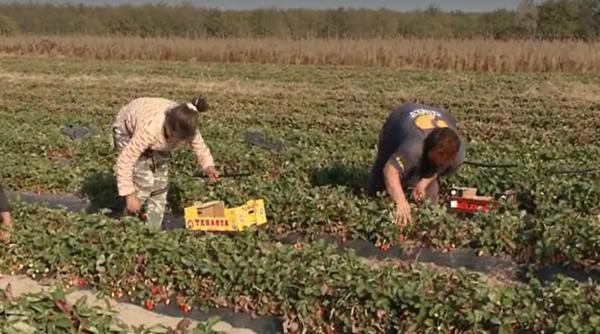 „Țineau oamenii într-un garaj”. Muncitori români, angajați la o fermă din Italia, puși de patron să muncească până la epuizare: O femeie a leșinat pe câmp