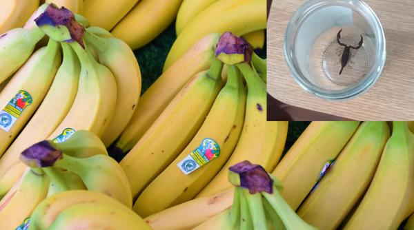 O femeie a fost înțepată de un scorpion, după ce a cumpărat banane de la Lidl