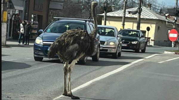 Imagini virale la Găești: Un struț scăpat dintr-o mașină s-a plimbat prin centrul orașului - FOTO