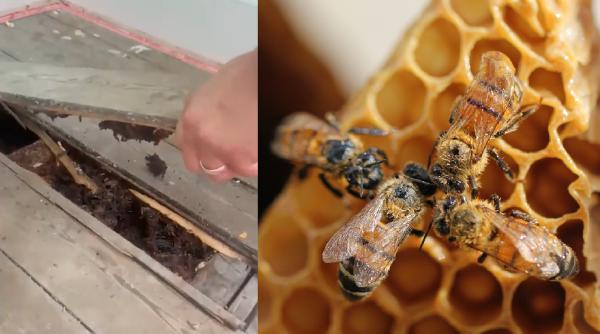 Un cuplu a rămas terifiat când locuința lor a devenit un stup uriaș de albine. Mierea se scurgea pe pereți VIDEO