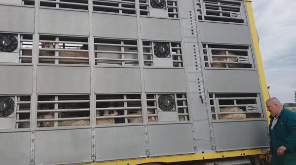 Italia. Amendă usturătoare pentru un român care transporta miei vii: Animalele erau mult prea înghesuite