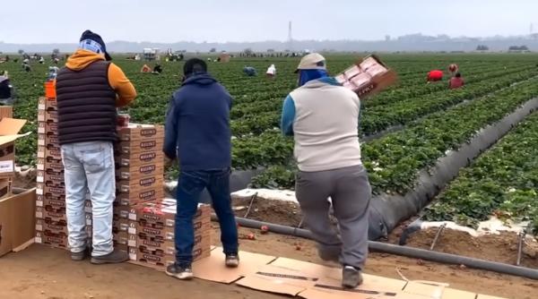 „Lucram toată luna, mă plăteau doar 16 zile”. Abuzurile asupra muncitorilor din fermele de căpșuni din Spania: „Toată lumea profită de situația noastră”