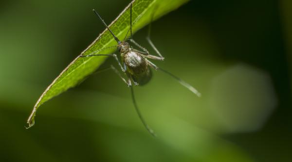 O specie de țânțari, care transmit boli foarte grave, se răspândește în Europa. Avertismentul OMS
