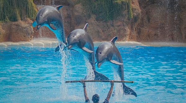 Delfinii ucraineni salvați s-au integrat perfect la Delfinariul din Constanța. Dresorii români: „Ne înțelegem foarte bine, vorbim aceeași "limbă"”