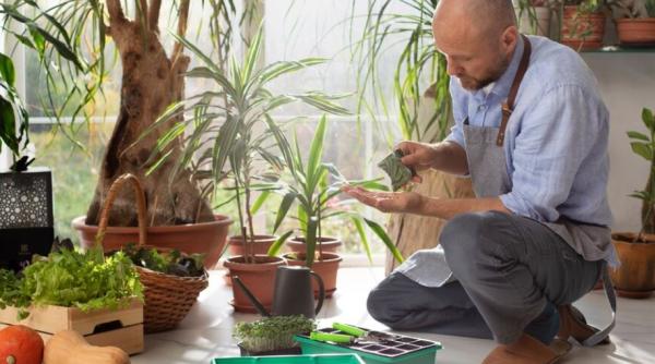 Cu acest îngrășământ, plantele de interior vor înflori și vor avea un frunziș luxuriant. Ai nevoie de un produs din cămară