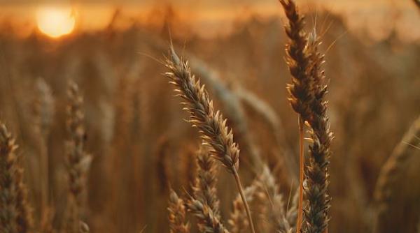 România și alte patru ţări cer Comisiei Europene reintroducerea taxelor vamale pentru produsele agricole din Ucraina