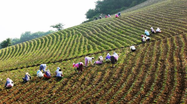 „Plătea 10 euro/oră, la negru”. 38 de muncitori sezonieri români primeau salarii mult prea mici, iar patronul se îmbogățea pe urma lor. Ce pedeapsă a primit bărbatul