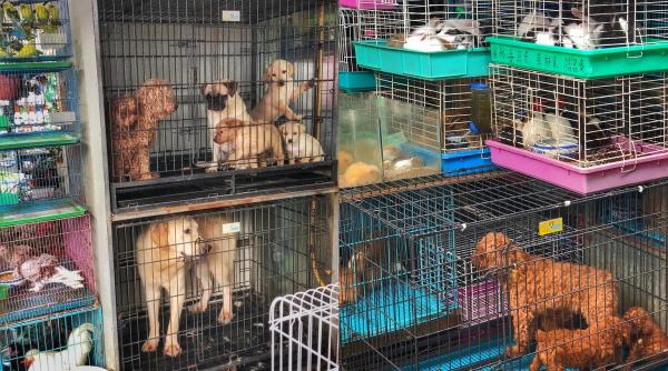 Peste 10 milioane de câini sunt măcelăriți și arși de vii pentru carne la un festival din China. Organizația "No To Dog Meat" explică scenele cumplite