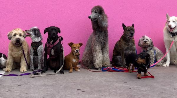 Veterinarii avertizează asupra a trei rase de câini renumite pentru probleme de sănătate