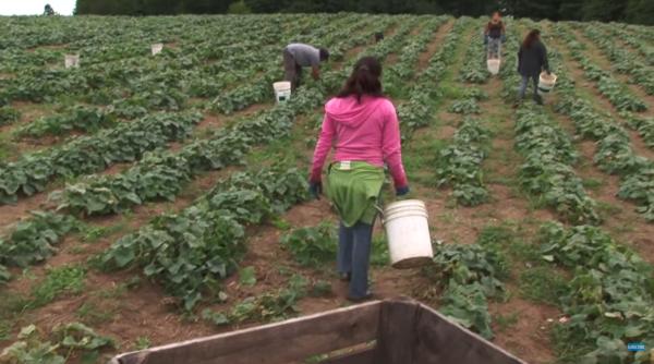  Sute de mii de copii pleacă la muncă prea devreme din cauza sărăciei. Fenomenul, din România, până în Maroc