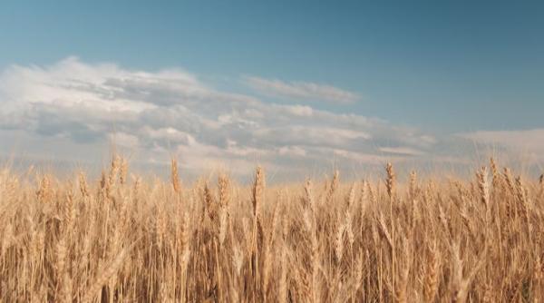 Revenirea recoltei de cereale din România poate limita spațiul de manevră al Ucrainei în portul Constanța