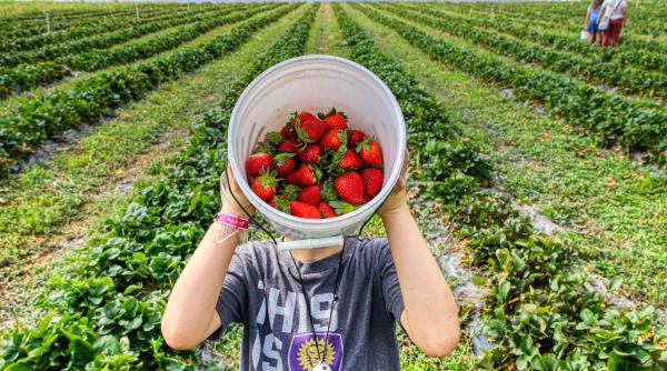 Care sunt salariile din 2023 ale românilor care lucrează în Spania pe timpul verii ca sezonieri