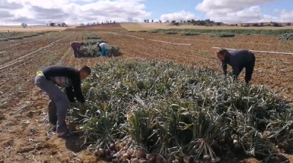 „Problemă de 20 ani, fără soluție”, în Spania. Muncitori sezonieri români, forțați de situație să locuiască în mahalale: „Este foarte greu să găsești chirie”