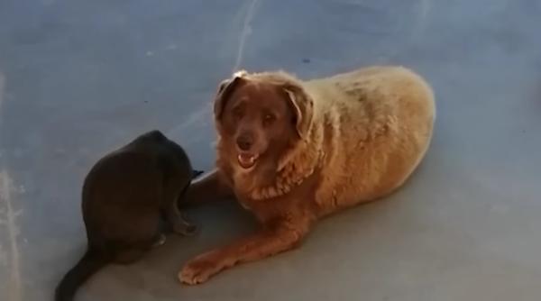 Cel mai bătrân câine din lume a împlinit 31 de ani. Cât de mulți înseamnă în ani câinești