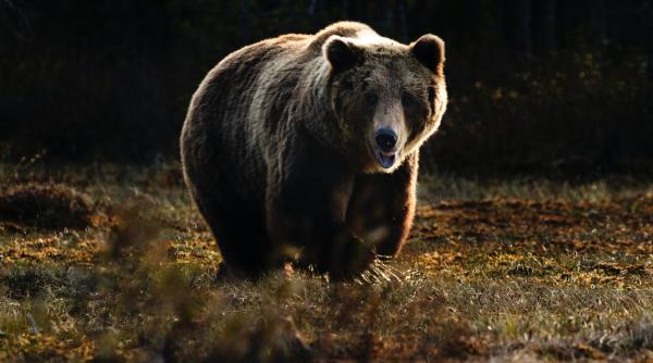 Italia "extrădează" în România ursul care a ucis un tânăr