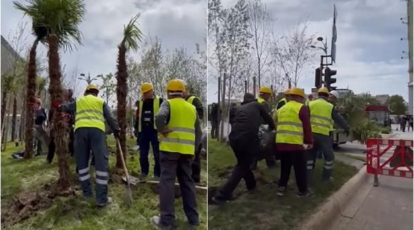 Scandal după ce Negoiță a plantat palmieri la Piața Unirii: Nicușor Dan îi scoate din pământ: „O să se pomenească cu ei”/„Este circ ieftin”- VIDEO