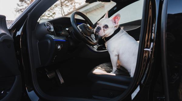 Un șofer a încercat să schimbe locul cu câinele său pentru a evita să fie arestat pentru conducere sub influența alcoolului