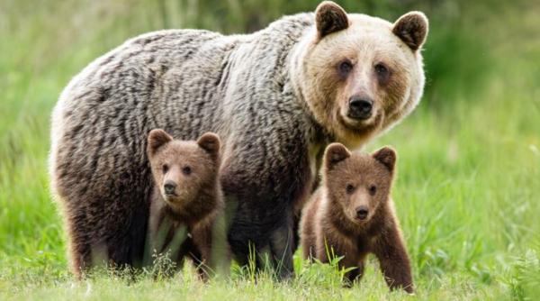 Ursoaică cu pui, relocată din zona Dealului Şumuleu, unde se desfăşoară pelerinajul de Rusaliile Catolice