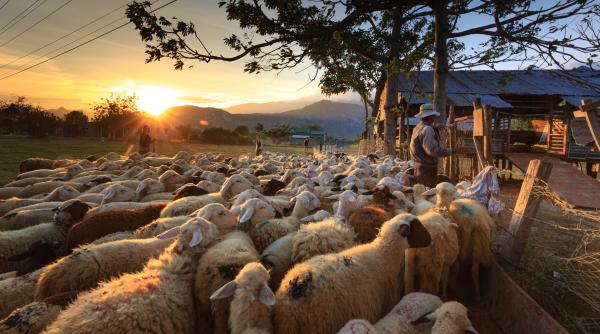 Doi ciobani au bătut pădurarul comunei pentru că le-a cerut să-și lege câinii. Bărbatul a fost preluat de ambulanță, în stare gravă 