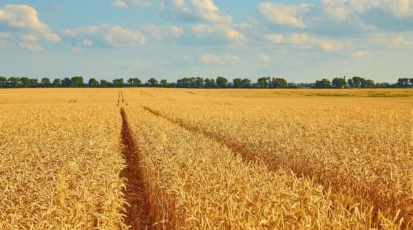 România, al doilea mare exportator de grâu din Uniunea Europeană în 2022