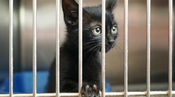 Ardealul inaugurează primul adăpost dedicat pisicilor abandonate din România