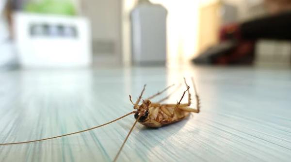 Ține viespile, albinele, țânțarii și furnicile departe de casă cu acest truc. Insectele vor fugi imediat