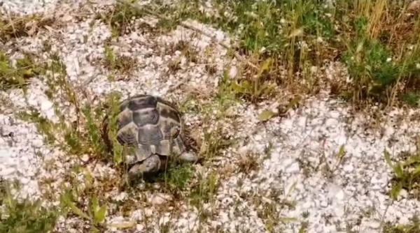 O broască țestoasă dobrogeană, deținută ilegal de un român, eliberată de autorități
