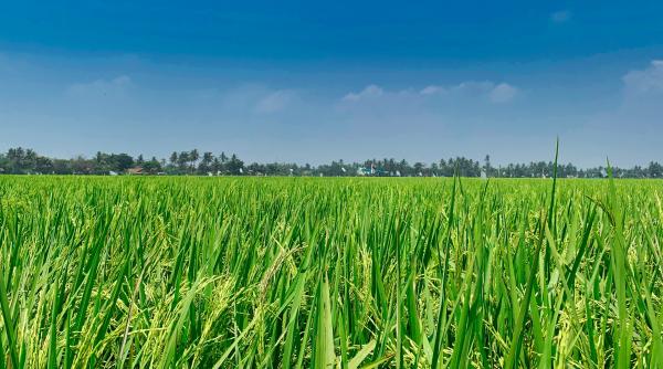 După 18 ani de muncă în Spania, un român s-a întors în Oltenia pentru a investi într-o cultură care era pe vremuri mândria comuniștilor