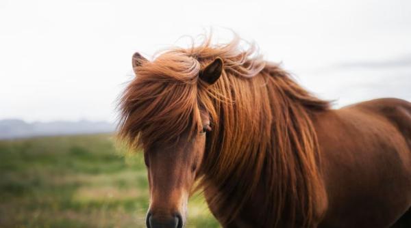 Român prins în Austria în timp ce transporta ilegal un măgar și un ponei