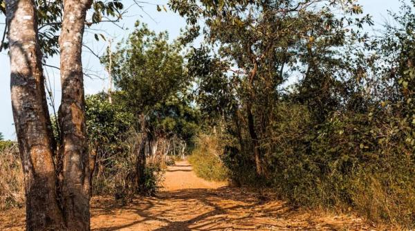 S-a elucidat misterul româncei găsită moartă lângă un măslin, în Spania