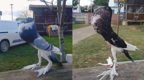 "Porumbelul mutant" de pe TikTok a devenit viral datorită picioarelor sale uriașe. Oamenii se declară șocați - POZE