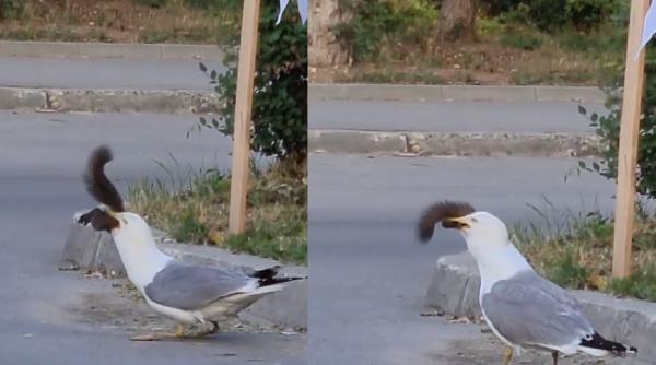 Video viral: O veveriță, înghițită de un pescăruș flămând