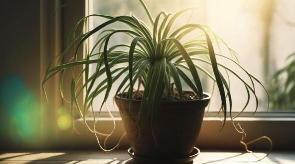 Pleci în concediu? Ce să faci cu plantele din casa ca să nu se usuce. Încearcă câteva trucuri eficiente