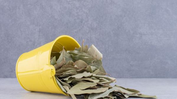 Consumă ceai din frunze de dafin pe stomacul gol. Nutriționiștii au confirmat 5 beneficii