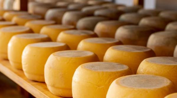 Pentru prima dată, Elveția va importa mai multă brânză decât exportă. Producător: O aberație economică și ecologică