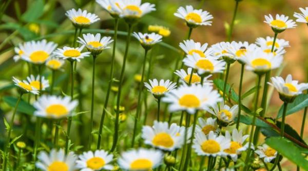 Cinci ierburi ard grăsimile și accelerează metabolismul. Află care sunt acestea!