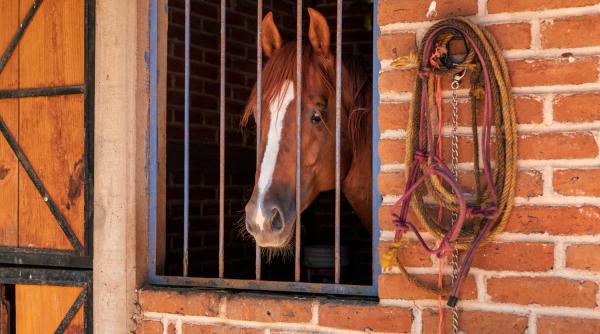 Austria: Vătaf român, trimis la închisoare după ce și-a atacat cu brutalitate un coleg, după o luptă într-un grajd