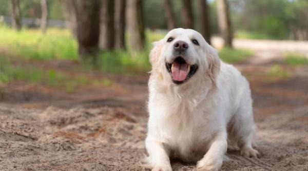 Căldura, o problemă pentru animalele de companie. Cu aceste sfaturi, prietenii noștri blănoși vor fi în siguranță