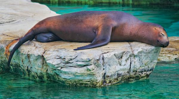 Un leu de mare, de la un parc de distracții din Spania, aproape a strivit o angajată în timp ce încerca să evadeze 