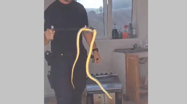 Momente de panică pentru o familie de români: au descoperit un șarpe în bucătărie