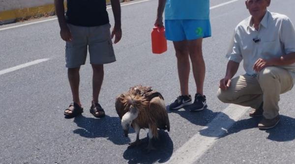 Grecia. Sleit de puteri și însetat, un vultur a cerut ajutorul șoferilor de pe o șosea