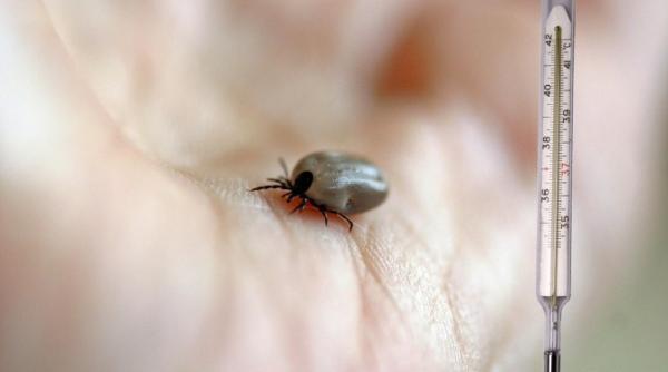 Alertă de sănătate: Un virus transmis de capuşe, descoperit relativ recent, se răspândeşte în Europa