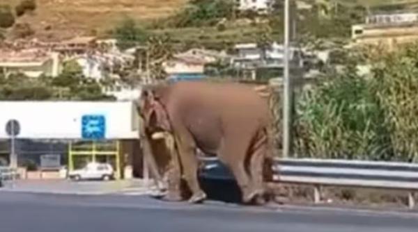 Video viral: Un elefant a fugit de la circ și a mers la un supermarket, în Italia